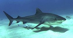 Tiger shark 1.jpg