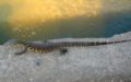 Water Monitor