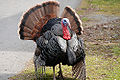 A wild turkey, also loves lespedeza seeds