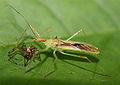 Assassin Bug (Zelus lurdus) Subfamily:Harpactorinae