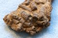 Fossil crinoid Class: Crinoidea