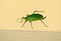 Common True Katydid (Pterophylla camellifolia) Subfamily: Pseudophyllinae