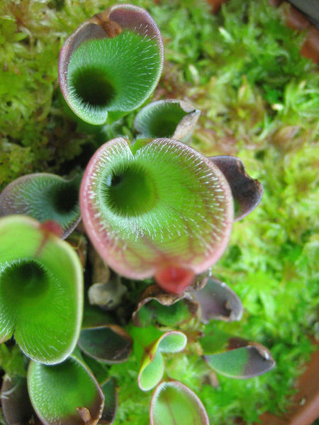 File:Hairypitcher.jpg