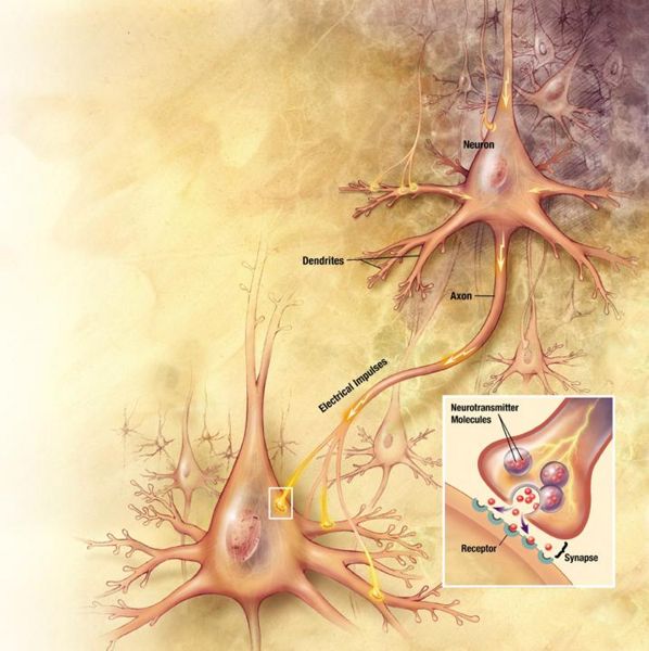 File:Neuron and neuraltransmitter.jpg