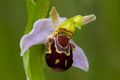 Bee Orchid (Ophrys apifera) Subtaxa:Ophrys