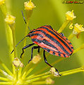 Stink Bug (Carpocoris fuscispinus) Subfamily: Pentatominae