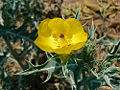 Prickly Poppy (A. munita) Genus: Argemone
