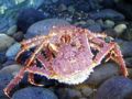Red King Crab (P. camtschaticus) Genus: Paralithodes