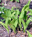 Lily of the Valley (Convallaria)