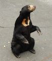 Sun Bear (H. Malayanus) Genus:Helarctos