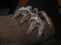 Common-name (species name) Subtaxa:name