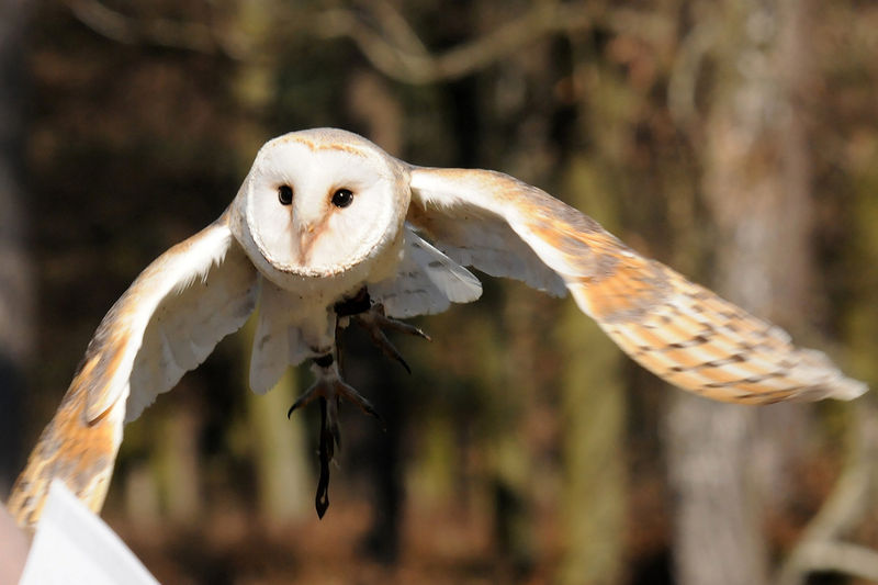 File:Tyto Alba flying.jpg