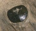 Sanddollar Class: Echinoidea