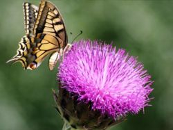 A swallowtail butterfly.jpg
