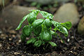 Thumbnail for version as of 00:36, 14 May 2010