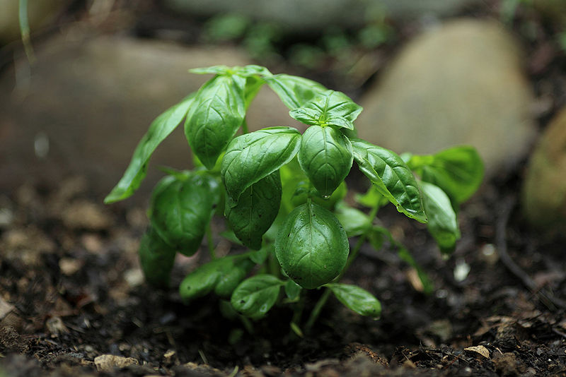 File:Basil 2.jpg