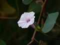 Sweet Potato (Ipomoea Batatas)