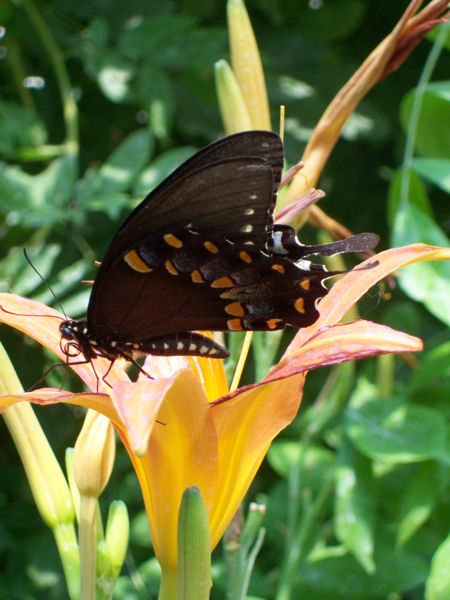 File:Black swallowtail.jpg