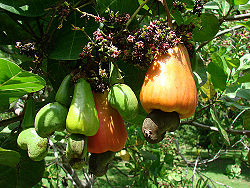 Cashewapples.jpg