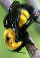 a bumble bee on a flower
