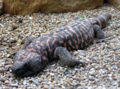 Arpingstone took this picture of a very fat gila monster