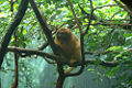 Thumbnail for version as of 05:39, 23 November 2008