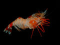 Armed Nylon shrimp (Heterocarpus ensifer) Family: Pandalidae