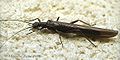 Rolled-winged stonefly (Leuctra ferruginea) Family:Leuctridae
