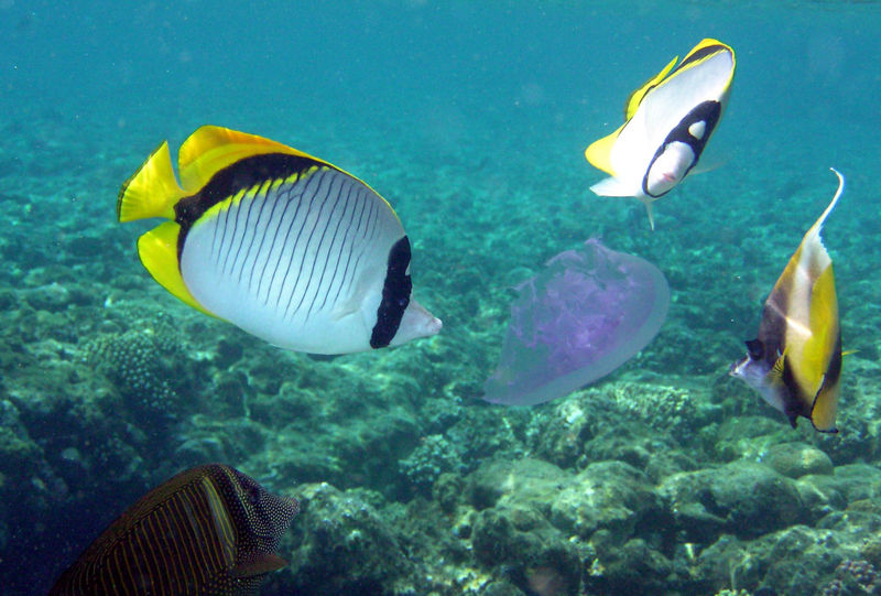 File:Line butterflyfish.jpg