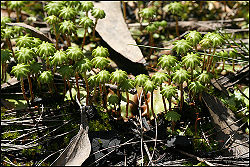 Liverwort archegonia.jpg