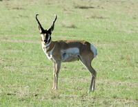 Pronghorn single.jpg