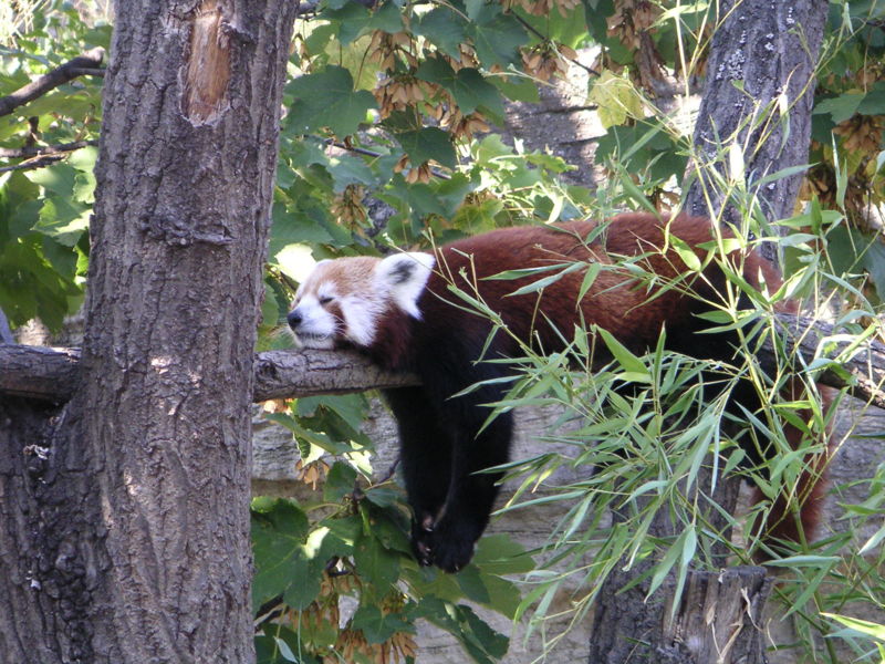 File:Sleeping red panda.jpg