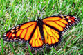 Monarch butterfly (Danaus plexippus) Family: Nymphalidae