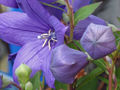 Chinese bellflower (platycodon grandiflorus) Platycodon A. DC.