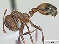 Black Imported Fire Ant (Solenopsis Richteri)