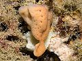 Demosponge (Corticium candelabrum) Order: Homosclerophorida