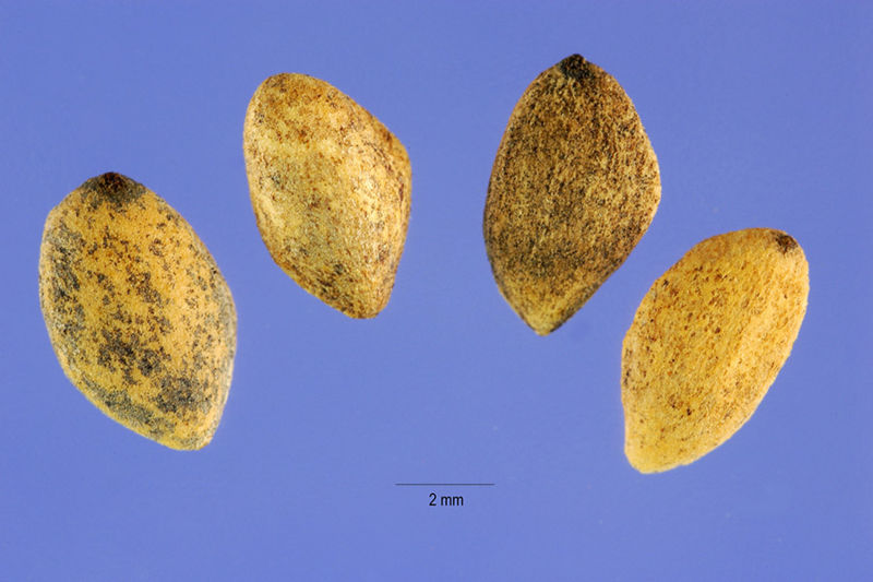 File:EuropeanPineFlowers.jpg