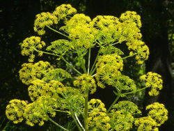 Ferula communis.jpg