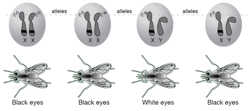 Ficheiro:Fruit fly alleles.png