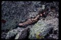 a gila monster crawling