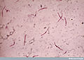 Thumbnail for version as of 06:48, 2 November 2012