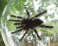 Ventral side of the (Avicularia metallica)