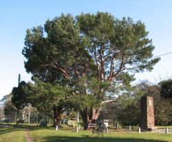 729px-Lone Pine Wattle Park.jpg