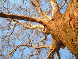 American sycamore.jpg