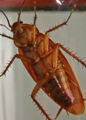 Thumbnail for version as of 00:42, 23 November 2007