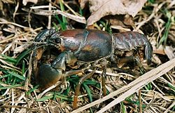 Crayfish.jpg