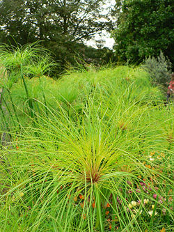 Egyptian papyrus (Cyperus papyrus).jpg