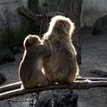Japanese Macaque (M. fuscata fuscata)