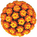 Thumbnail for version as of 05:12, 21 April 2008