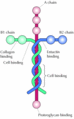 Laminin3.gif